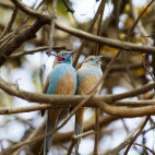 Red-cheeked cordon bleu in Ethiopia