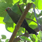 Ruspoli's turaco in Ethiopia.