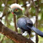 Ruspoli's turaco in Ethiopia