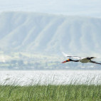 Saddle-billed stork in Ethiopia