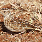 Sidamo lark in Ethiopia