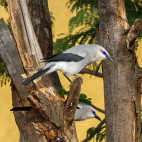 Stresemann's bushcrow in Ethiopia.