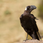 Thick-billed raven in Ethiopia