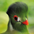 White-cheeked turaco in Ethiopia