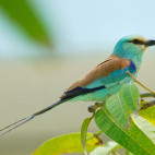 Abyssinian roller in Gambia
