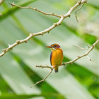 African pygmy kingfisher in Gambia