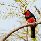 Bearded barbet in Gambia