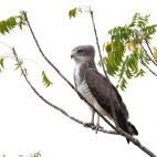 Beaudouin's snake eagle in Gambia
