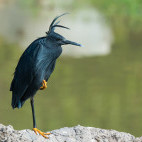 Black egret in Gambia
