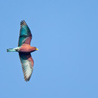 Broad-billed roller in Gambia