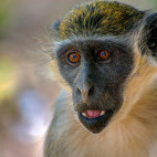 Green vervet monkey in Gambia