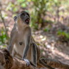 Green vervet monkey in Gambia