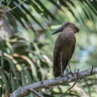 Hamerkop in Gambia