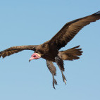 Hooded vulture in Gambia