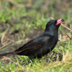 Juvenile piapiac in Gambia