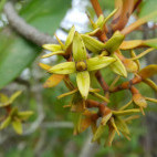Mangrove flower in Kiang West National Park, Gambia