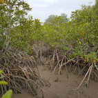 Mangrove trees in Kiang West National Park, Gambia