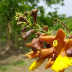 Praying mantis on flowers in Kiang West National Park, Gambia