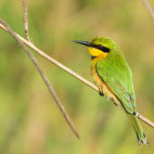 Little bee-eater in Gambia