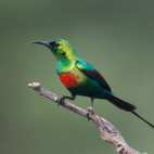 Male sunbird in Gambia