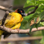 Male village weaver in Gambia