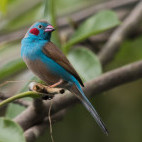 Red-cheeked cordon bleu in Gambia