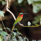 Red-throated bee-eater in Gambia