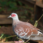 Speckled pigeon in Gambia