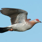 Speckled pigeon in Gambia
