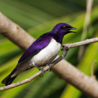Violet-backed starling in Gambia