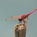 Violet dropwing in Gambia