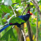 Violet turaco in Gambia