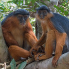 Pair of western red colobus monkey in Gambia