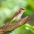 Yellow-billed shrike in Gambia