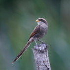 Yellow-billed shrike in Gambia