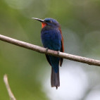 Blue-moustached bee-eater