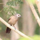 Brown babbler