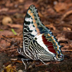 Charaxes castor.