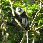 Colobus monkey