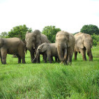 African elephants