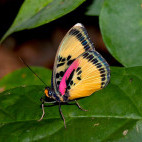 Euphaedra crockeri.