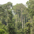 Kakum National Park in Ghana