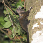 Lord Derby's anomalure