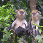 Mona monkey in Ghana