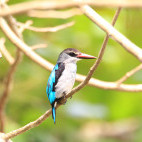 Woodland kingfisher