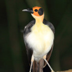 Yellow-headed picatharte