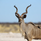 Greater kudu