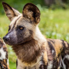 Wild dog in South Africa