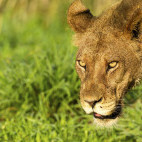 Lioness in South Africa