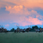Oryx in South Africa